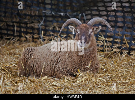 Rare Breed Castlemilk Moorit Sheep Stock Photo