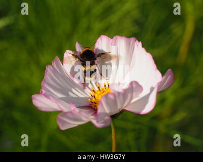 Bumble bee in flight; taking off from the centre of a pastel pink cosmos flower at Chenies Manor garden in August sunshine. Stock Photo