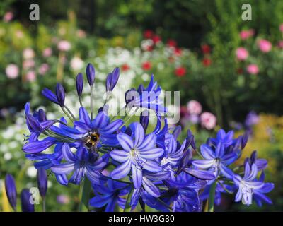 Sapphire blue agapanthus at Chenies Manor garden in August. A bumble bee visits one vibrant floret with a backdrop of foliage, pink dahlias and white. Stock Photo