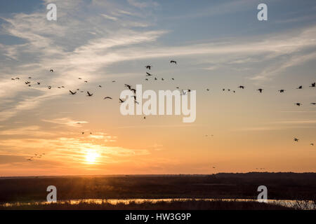 Wintering Sandhill Cranes in flight over Paynes Prairie State Park, Florida Stock Photo