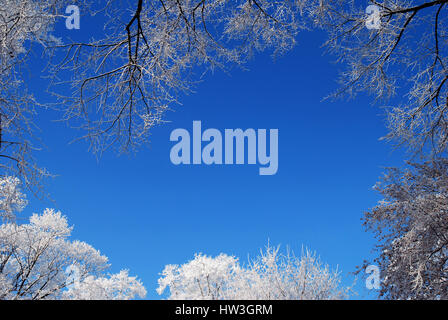 Winter frosty white tree tops - frame with blue sky in the centre for Your text here card or wallpaper Stock Photo