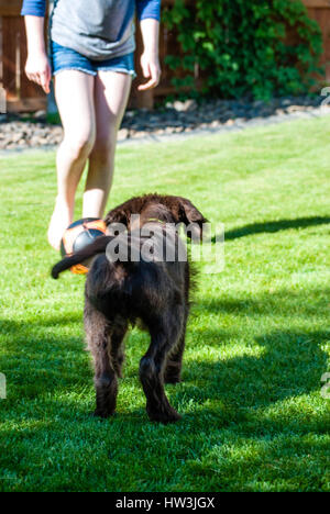 Child and dog playing with soccer ball on sunny summer day. Stock Photo