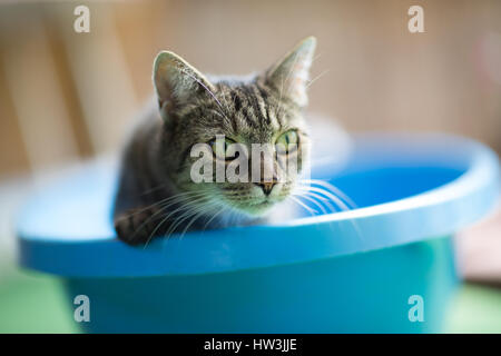 House cat in bath tube Stock Photo