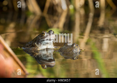 A pair of Common Frogs (Rana temporaria) in garden pond during breeding season, Hastings, East Sussex, UK Stock Photo