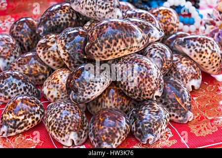 group of sea shells at market in Asia Stock Photo