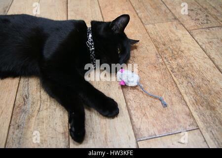 large shiny black cat playing with a mouse on a wooden floor cat concept, family pet concept, cat mouse little large concept, chilling relaxing happy Stock Photo