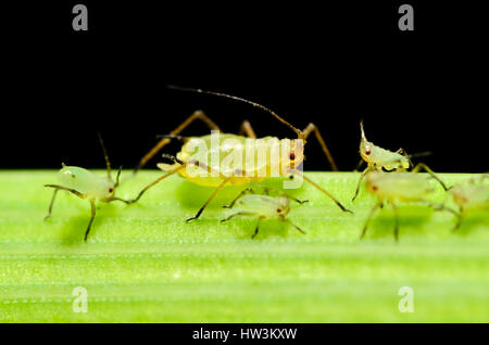 English grain aphid (Sitobion avenae) wingless adult with nymphs on barley stem with black background Stock Photo