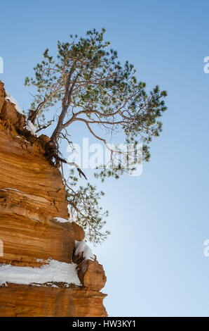Lone red pine (Pinus resinosa) on sandstone cliff in Wisconsin in winter, along Apostle Islands National Lakeshore at the Ice Caves Stock Photo