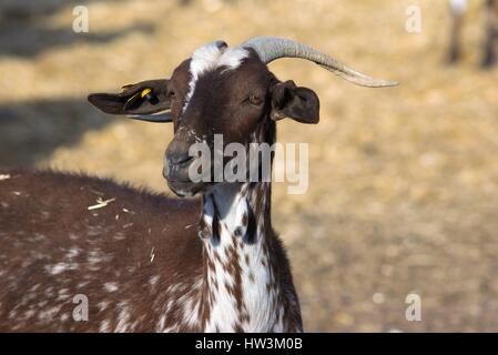 Goats of the Florida breed in agricultural exploitation in Spain Stock Photo