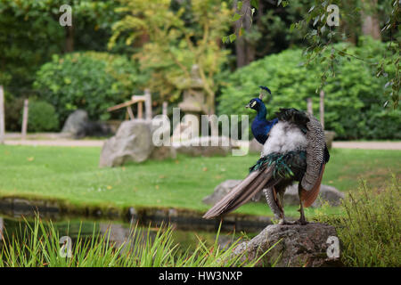 Peacock flaunting it's colourful feathers while posing for a photo. Stock Photo