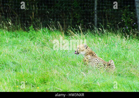 Cheetah cleaning up after a big lunch. Stock Photo