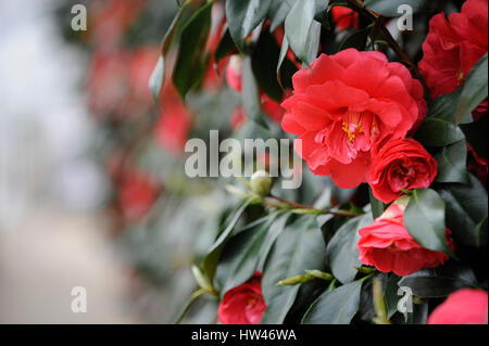 London, UK.  17 March 2017.  The annual Camellia Show takes place at Chiswick House and Gardens in west London.  Open until 2 April, the collection on display in the Grade1 listed Conservatory houses 33 rare and historic varieties of camellia japonica, including the unique Middlemist's Red, brought over to the UK in 1804, and one of only two known to exist (the other is in New Zealand).   Credit: Stephen Chung / Alamy Live News Stock Photo