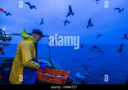 Wismar, Germany. 17th Mar, 2017. Fisherman Martin Saager with freshly caught herring on board the Seeadler trawler off the coast of Wismar, Germany, 17 March 2017. The fishing industry in the state of Mecklenburg-Western Pomerania is currently threatened by a combination of sinking EU fishing quotas, low demand, and rising costs. The area used to support some 170 fishing operations; today only three remain. Photo: Jens Büttner/dpa-Zentralbild/dpa/Alamy Live News Stock Photo