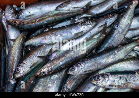 Wismar, Germany. 17th Mar, 2017. Freshly caught herring on board the Seeadler trawler off the coast of Wismar, Germany, 17 March 2017. The fishing industry in the state of Mecklenburg-Western Pomerania is currently threatened by a combination of sinking EU fishing quotas, low demand, and rising costs. The area used to support some 170 fishing operations; today only three remain. Photo: Jens Büttner/dpa-Zentralbild/dpa/Alamy Live News Stock Photo