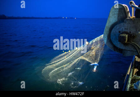 Wismar, Germany. 17th Mar, 2017. A net full of freshly caught herring off the coast of Wismar, Germany, 17 March 2017. The fishing industry in the state of Mecklenburg-Western Pomerania is currently threatened by a combination of sinking EU fishing quotas, low demand, and rising costs. The area used to support some 170 fishing operations; today only three remain. Photo: Jens Büttner/dpa-Zentralbild/dpa/Alamy Live News Stock Photo