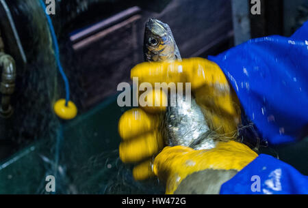 Wismar, Germany. 17th Mar, 2017. Fisherman Martin Saager with a freshly caught herring on board the Seeadler trawler off the coast of Wismar, Germany, 17 March 2017. The fishing industry in the state of Mecklenburg-Western Pomerania is currently threatened by a combination of sinking EU fishing quotas, low demand, and rising costs. The area used to support some 170 fishing operations; today only three remain. Photo: Jens Büttner/dpa-Zentralbild/dpa/Alamy Live News Stock Photo