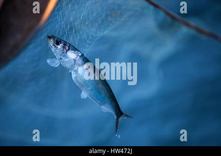 Wismar, Germany. 17th Mar, 2017. A freshly caught herring off the coast of Wismar, Germany, 17 March 2017. The fishing industry in the state of Mecklenburg-Western Pomerania is currently threatened by a combination of sinking EU fishing quotas, low demand, and rising costs. The area used to support some 170 fishing operations; today only three remain. Photo: Jens Büttner/dpa-Zentralbild/dpa/Alamy Live News Stock Photo