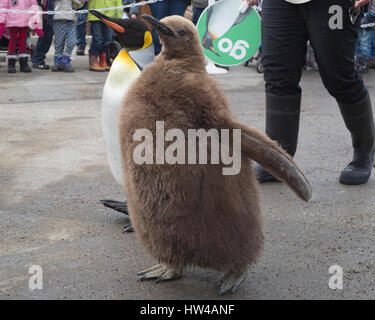 Calgary, Canada. 17th March 2017. The end of winter is marked by the last weekend of king penguin walkabouts for the season at the Calgary Zoo.  Penguins that choose to participate in the daily waddle through zoo grounds in winter are accompanied by keepers and receive a reward when they are done. Edward, the zoo's youngest king penguin chick in the foreground, hatched on August 6, 2016 and is named after King Edward VII.  Rosanne Tackaberry/Alamy Live News Stock Photo