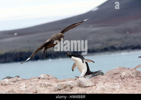 Penguin Island, Antarctica. 25th Jan, 2017. An Adelie penguin fights off a South Polar skua on Penguin Island, South Shetland Islands, January 25, 2017. Skuas eat penguin eggs and chicks as well as fish and krill. Credit: Ann Inger Johansson/zReportage.com/ZUMA Wire/Alamy Live News Stock Photo