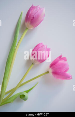 Three pink tulips Stock Photo