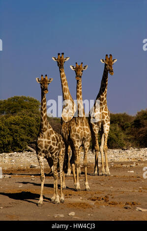 Giraffes at Chudob waterhole, Etosha National Park, Namibia Stock Photo