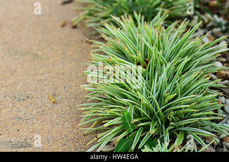 Spider Plant with Green and white slender leaf on floor Stock Photo