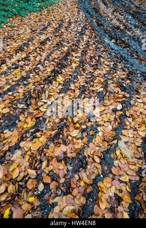 Fallen Beech leaves in muddy tracks. Stock Photo