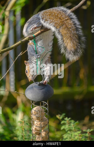 Grey squirrel raiding bird feeder in suburban garden, London, UK Stock Photo