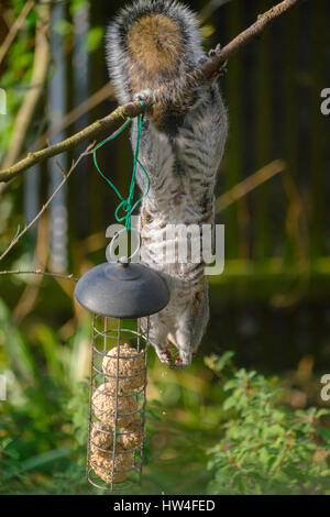 Grey squirrel raiding bird feeder in suburban garden, London, UK Stock Photo