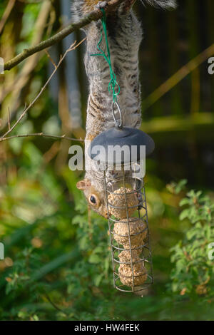 Grey squirrel raiding bird feeder in suburban garden, London, UK Stock Photo