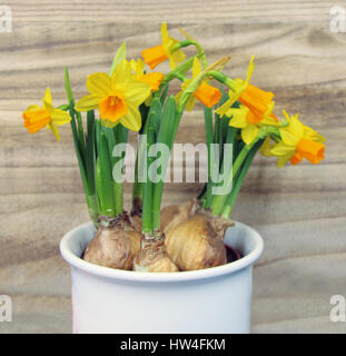 Yellow, orange easter narcissus / daffodils in flower pot - Wooden background Stock Photo