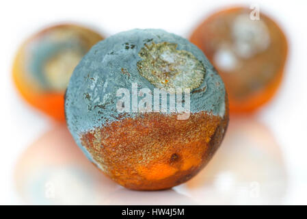 Rotten oranges with mold Stock Photo