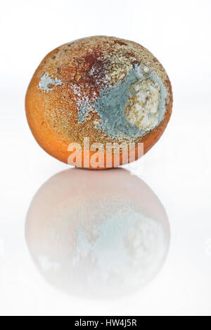 Rotten orange with mold Stock Photo