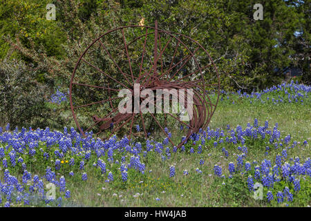 Texas Bluebonnet (Lupinus texensis) and rusty farm equipment, Willow City Loop Road, TX, USA Stock Photo