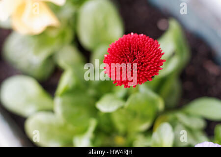 Red daisy flower, bellis Stock Photo