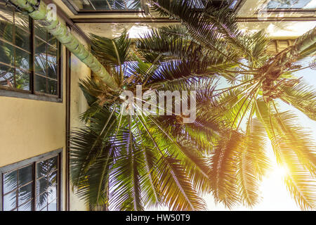 palm trees garden, sunshine and building facade
