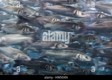 fish swarm - many fishes swimming - motion blur Stock Photo
