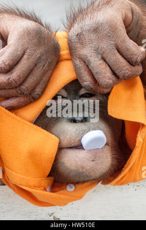 Thailand, Pattaya. Monkey chimpanzee dressed in orange T-shirt, played by mouth plastic cap from the bottle - that would take it into his mouth, then  Stock Photo