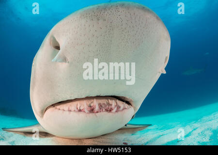 Lemon Shark, Negaprion brevirostris, Tiger Beach, Bahamas Stock Photo