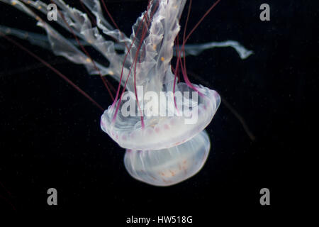 white jellyfish with red stripes on black background Stock Photo