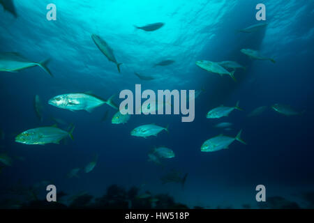 Shoal of Yellow Jack, Caranx bartholomaei, Tiger Beach, Bahamas Stock Photo