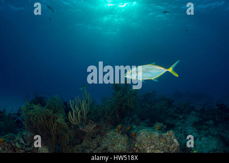 Yellow Jack, Caranx bartholomaei, Tiger Beach, Bahamas Stock Photo