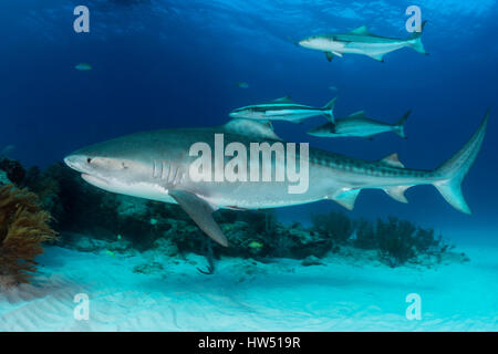 Tiger Shark, Galeocerdo cuvier, Tiger Beach, Bahamas Stock Photo