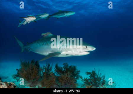 Tiger Shark, Galeocerdo cuvier, Tiger Beach, Bahamas Stock Photo