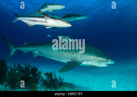 Tiger Shark, Galeocerdo cuvier, Tiger Beach, Bahamas Stock Photo