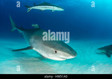 Tiger Shark, Galeocerdo cuvier, Tiger Beach, Bahamas Stock Photo