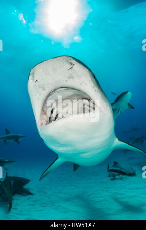 Tiger Shark, Galeocerdo cuvier, Tiger Beach, Bahamas Stock Photo