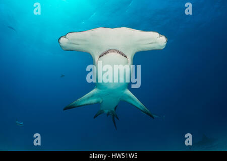 Great Hammerhead Shark, Sphyrna mokarran, Bimini, Bahamas Stock Photo
