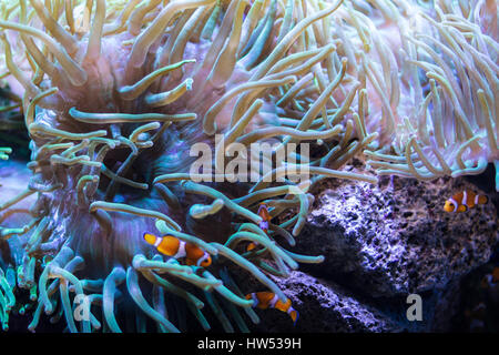 clown fishes swimming  in coral reef - Stock Photo