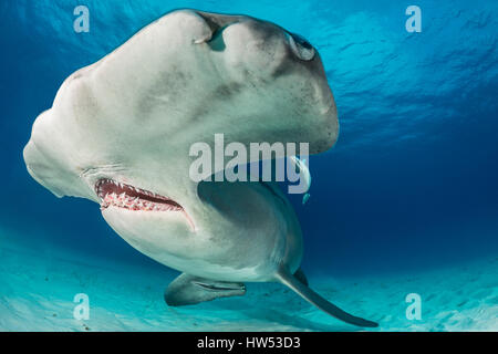 Great Hammerhead Shark, Sphyrna mokarran, Bimini, Bahamas Stock Photo